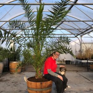 Phoenix canariensis (Dadelpalm)
