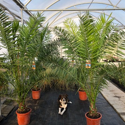 Phoenix canariensis (Dadelpalm)