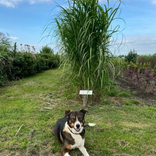 Miscanthus x giganteus (Olifantengras)