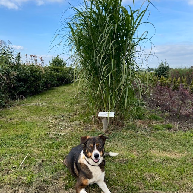Miscanthus x giganteus (Olifantengras)