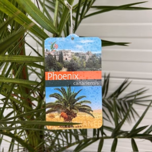 Phoenix canariensis (Dadelpalm)