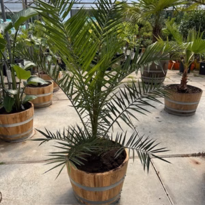 Plantvoorbeeld: 55 liter half portvat met canariensis (Dadelpalm)