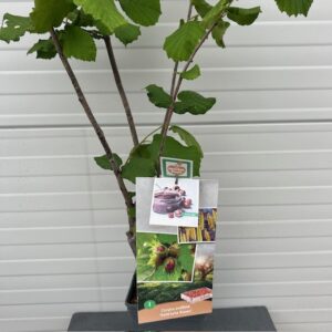 Hazelnoot 'Halle'sche Riesen'