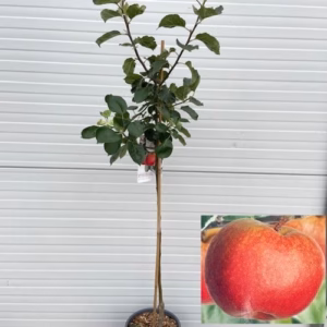 Appelboom halfstam Rode Boskoop (Goudreinet)