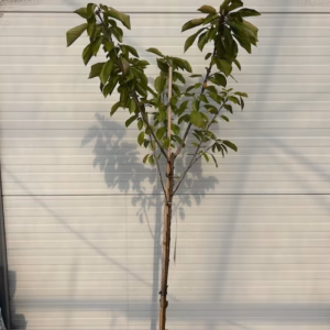 Kersenboom 'Stella' halfstam