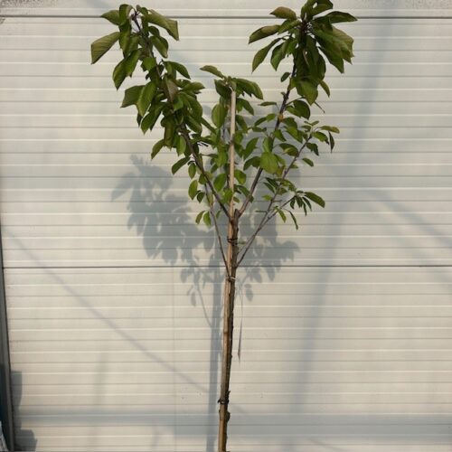 Kersenboom 'Stella' halfstam