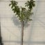 Kersenboom 'Stella' halfstam