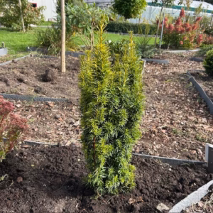 Taxus baccata David (Venijnboom)