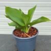 Hosta Blue Angel