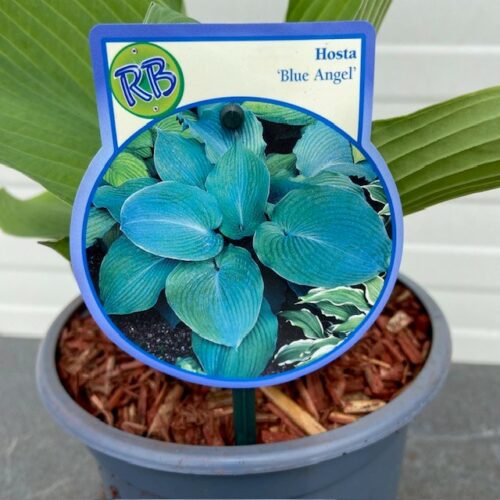 Hosta Blue Angel