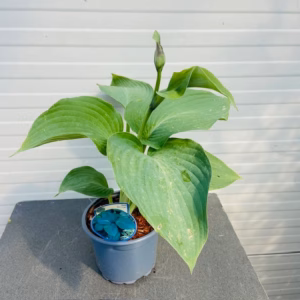 Hosta Blue Angel