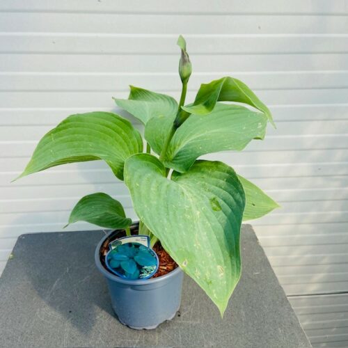 Hosta Blue Angel