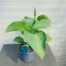 Hosta Blue Angel