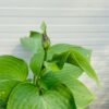 Hosta Blue Angel