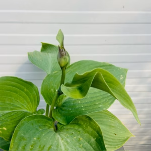 Hosta Blue Angel