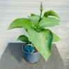 Hosta Blue Angel