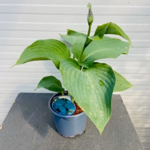 Hosta Blue Angel