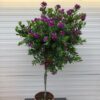 Polygala myrtifolia (Vleugeltjesbloem) op stam