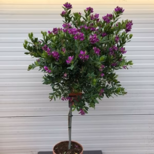 Polygala myrtifolia (Vleugeltjesbloem) op stam