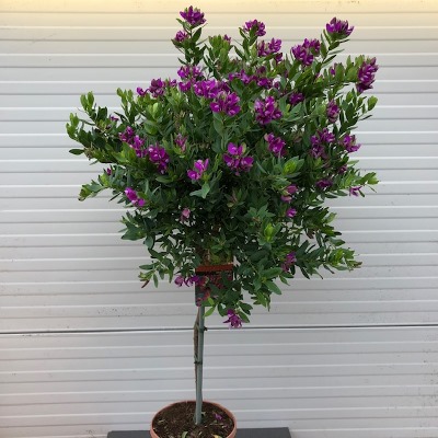 Koken Renovatie dichters Polygala myrtifolia (Vleugeltjesbloem) op stam van 120 cm - Tas Boomkwekerij