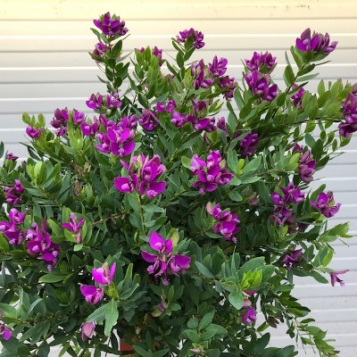 Polygala myrtifolia (Vleugeltjesbloem) op stam