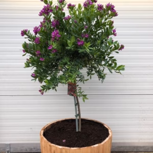 Polygala myrtifolia (Vleugeltjesbloem) in half portvat 55 liter