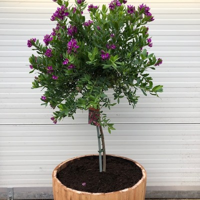 Polygala myrtifolia (Vleugeltjesbloem) in half portvat 55 liter