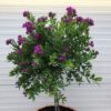 Polygala myrtifolia (Vleugeltjesbloem) in half portvat 55 liter