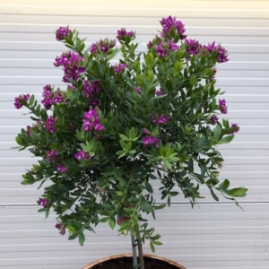 Polygala myrtifolia (Vleugeltjesbloem) in half portvat 55 liter