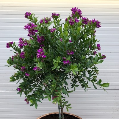 Polygala myrtifolia (Vleugeltjesbloem) in half portvat 55 liter