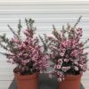 Leptospermum Scoparium