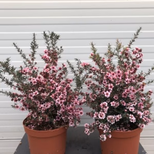 Leptospermum Scoparium