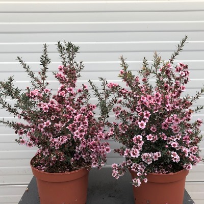 Leptospermum Scoparium