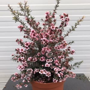 Leptospermum Scoparium