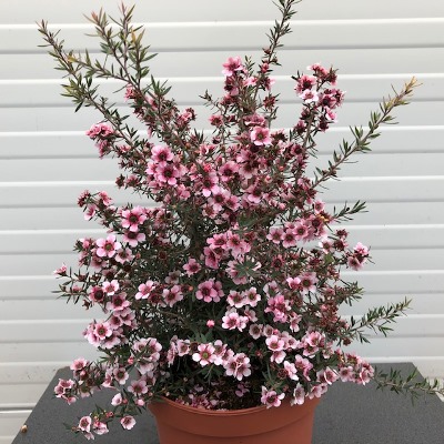 Leptospermum Scoparium