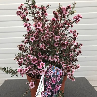 Intuïtie Gevangenisstraf Netjes Leptospermum Scoparium (Manuka) roze - Tas Boomkwekerij