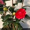 Camellia japonica 'Orandako' (theestruik)