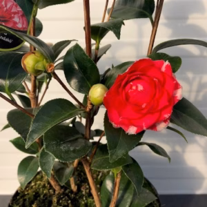 Camellia japonica 'Orandako' (theestruik)