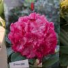 Rhododendron 'Germania'
