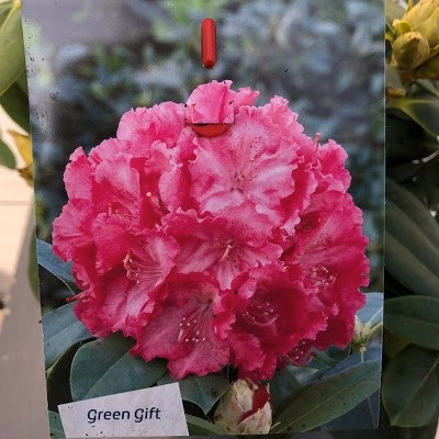 Rhododendron 'Germania'