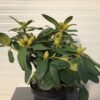 Rhododendron 'Germania'