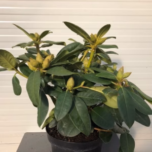 Rhododendron 'Germania'