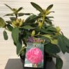 Rhododendron 'Germania'