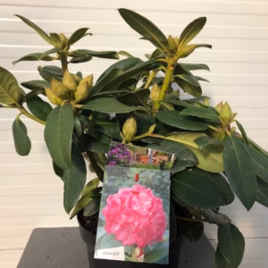 Rhododendron 'Germania'