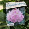 Rhododendron 'Gomer Waterer'