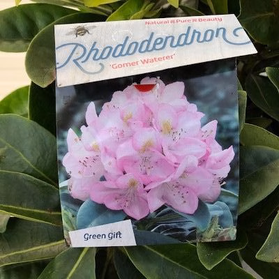 Rhododendron 'Gomer Waterer'