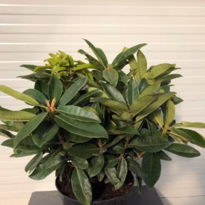 Rhododendron 'Gomer Waterer'