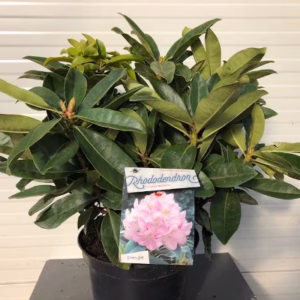 Rhododendron 'Gomer Waterer'
