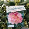 Rhododendron 'Percy Wiseman'