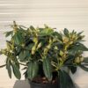 Rhododendron 'Percy Wiseman'